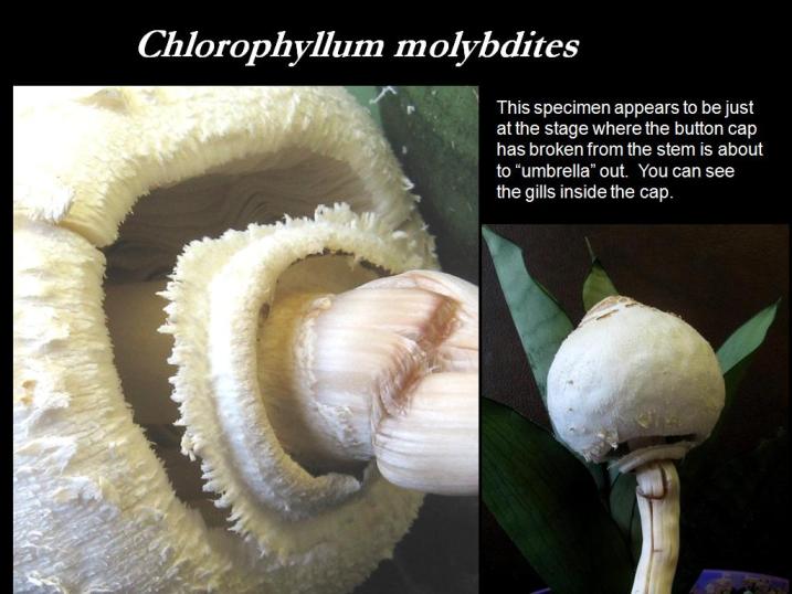 Chlorophyllum molybdites