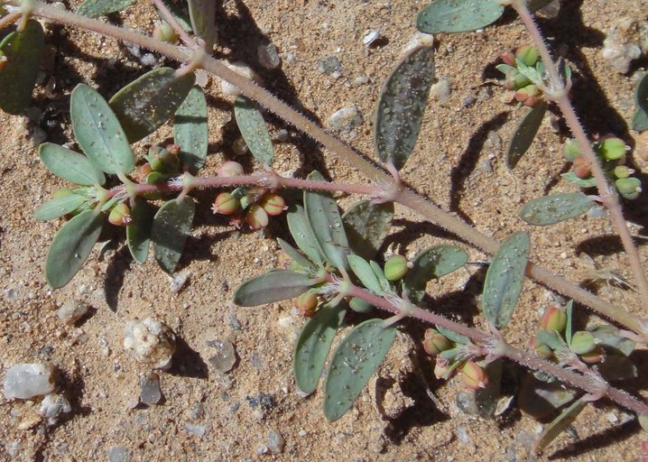 Euphorbia abramsiana