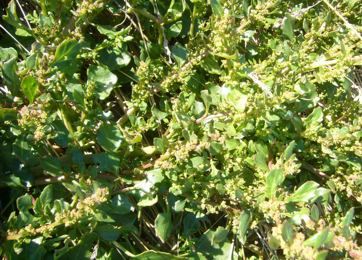 Chenopodium macrospermum