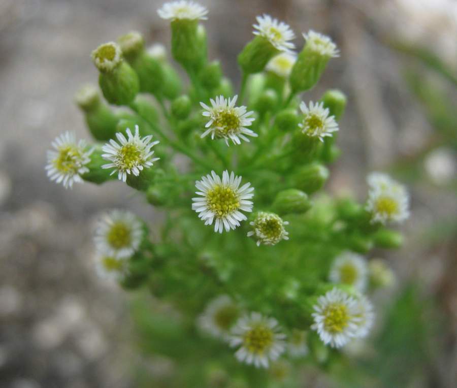 Erigeron canadensis image