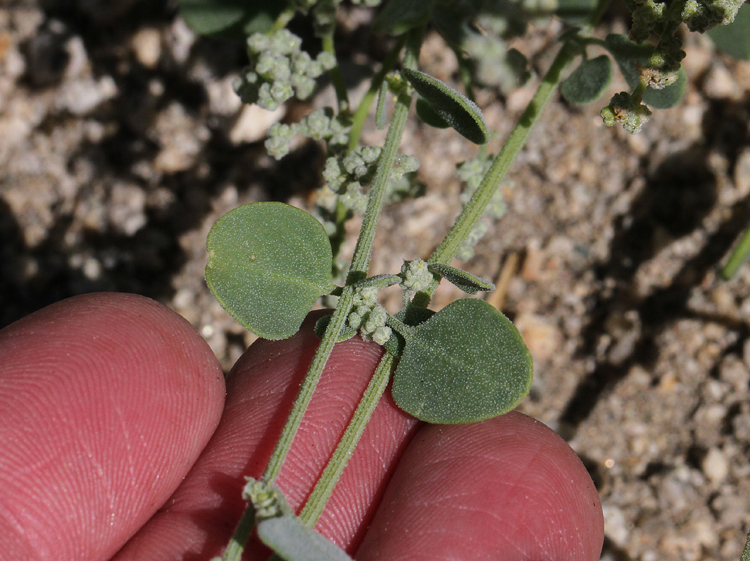 Chenopodium incanum var. occidentale