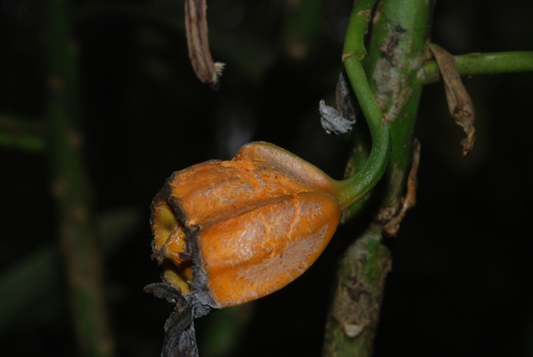Clermontia hawaiiensis