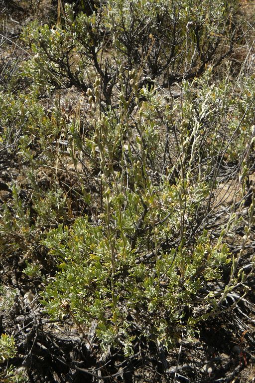Artemisia tridentata ssp. wyomingensis