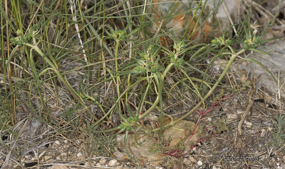 Euphorbia exstipulata