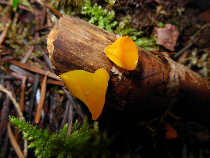Guepiniopsis alpinus