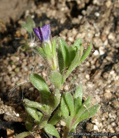Petunia parviflora