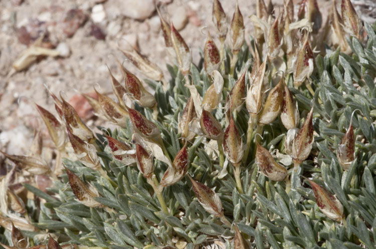 Astragalus aretioides