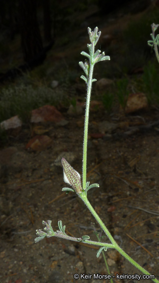 Cordylanthus nevinii