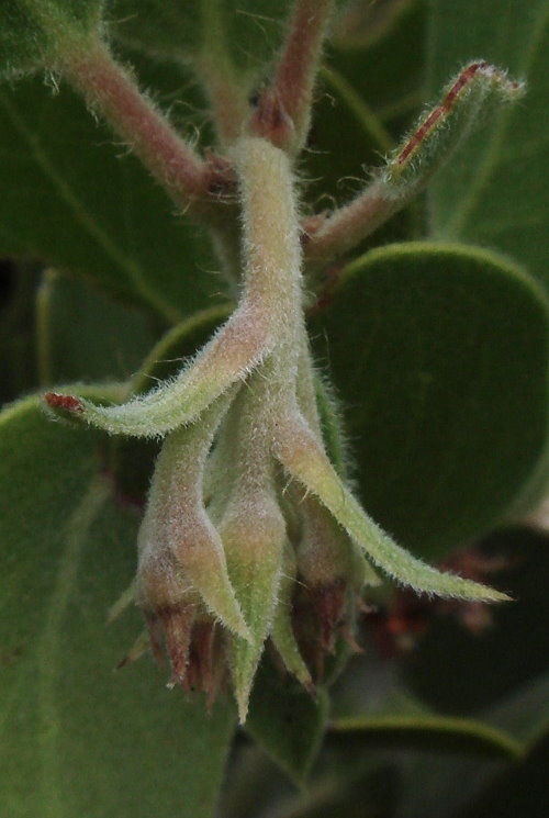 Arctostaphylos glandulosa ssp. mollis