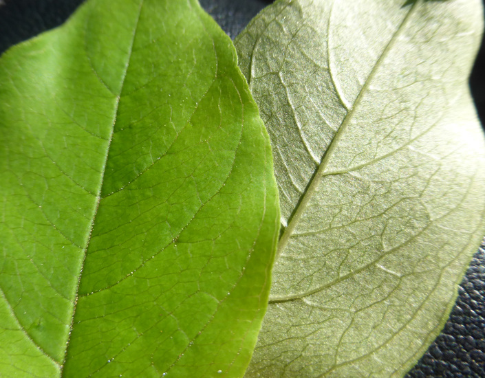 Trntalis latifolia