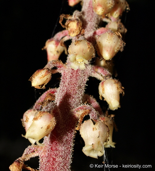 Pterospora andromedea