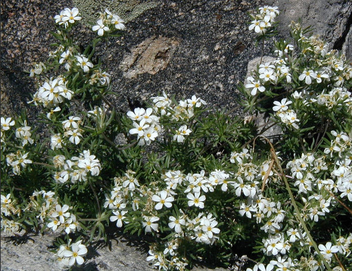 Linanthastrum pachyphyllum