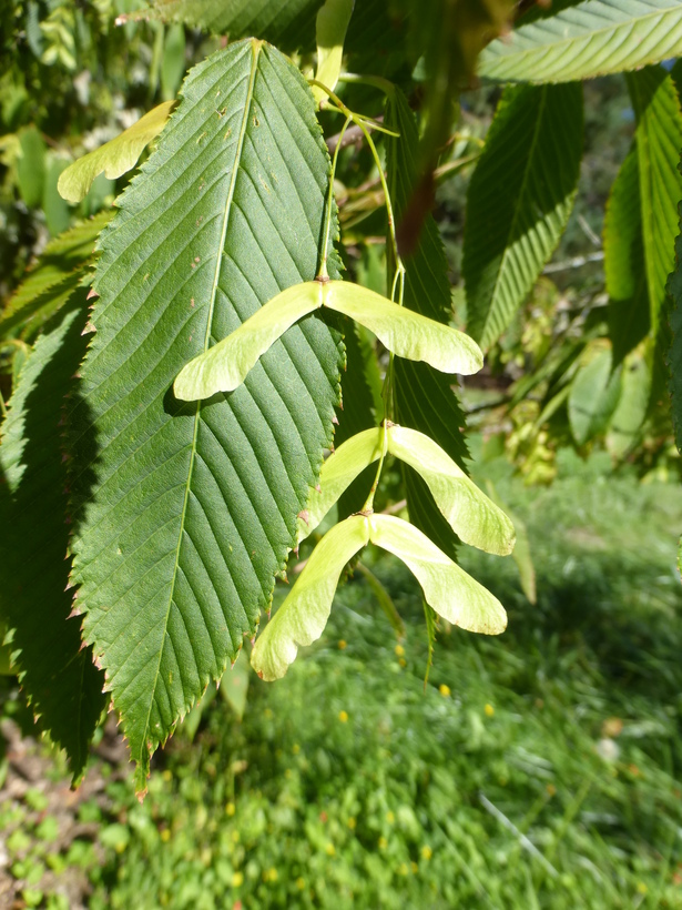 Acer carpinifolium
