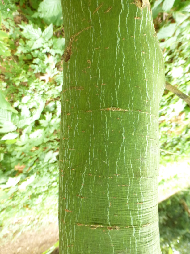 Acer stachyophyllum ssp. betulifolium