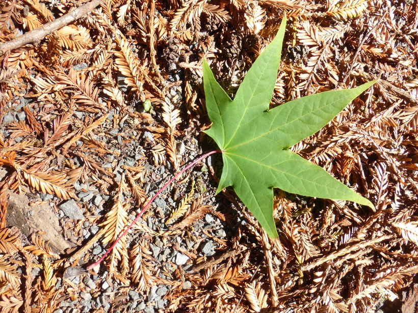 Acer cappadocicum ssp. sinicum