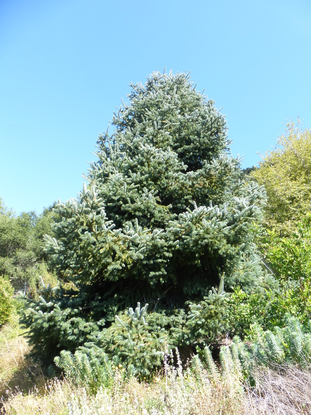 Abies nordmanniana ssp. equi-trojani