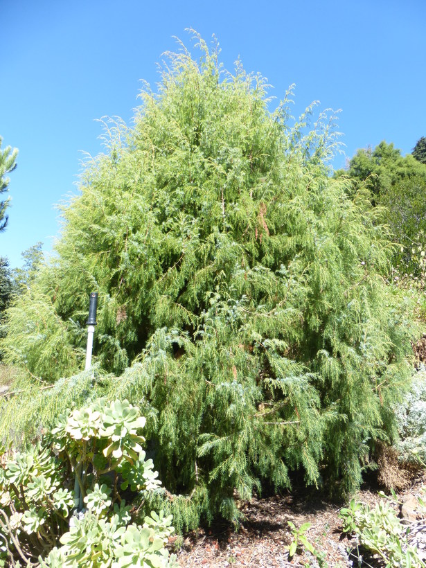 Juniperus cedrus ssp. maderensis