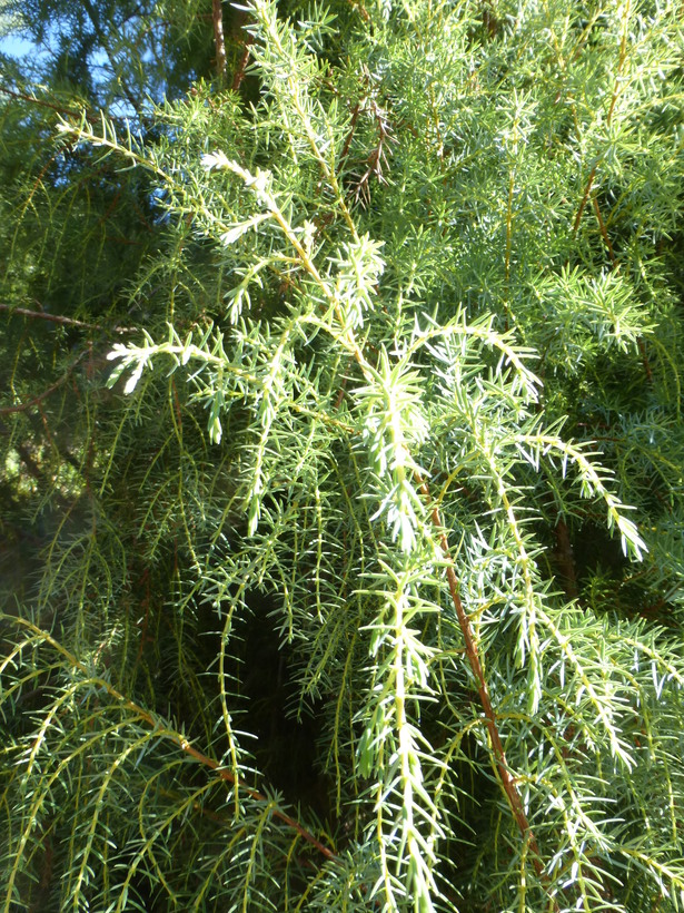 Juniperus cedrus ssp. maderensis