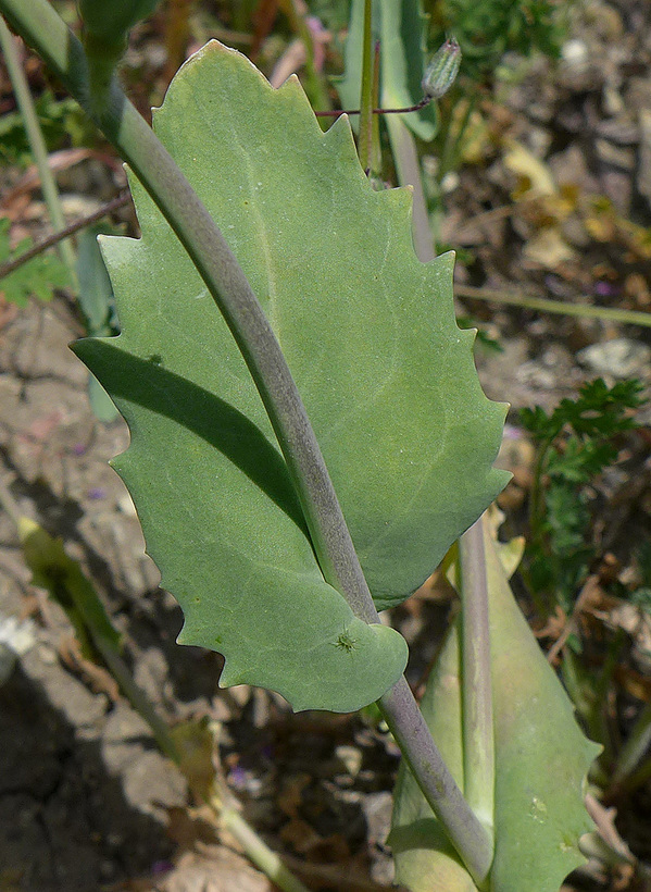 Caulanthus californicus