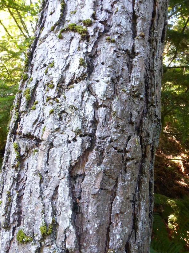 Pinus rhaetica
