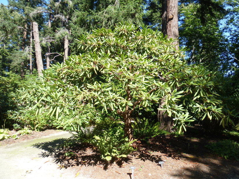 Rhododendron adenopodum