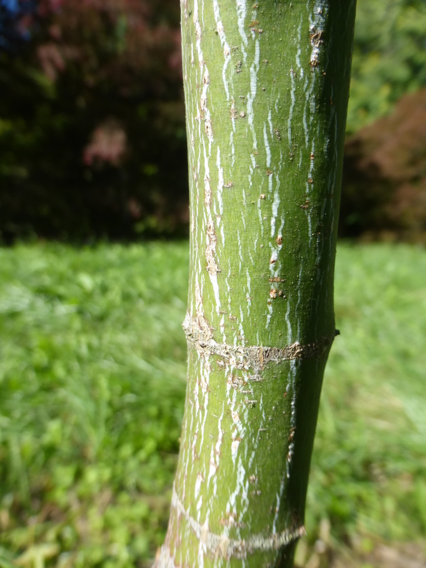 Acer buergerianum ssp. formosanum