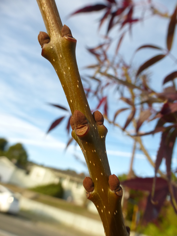 Fraxinus angustifolia ssp. oxycarpa