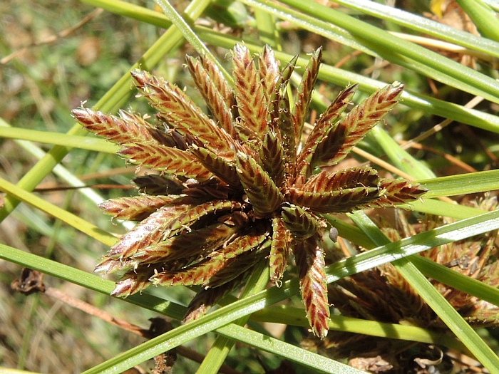 Cyperus niger
