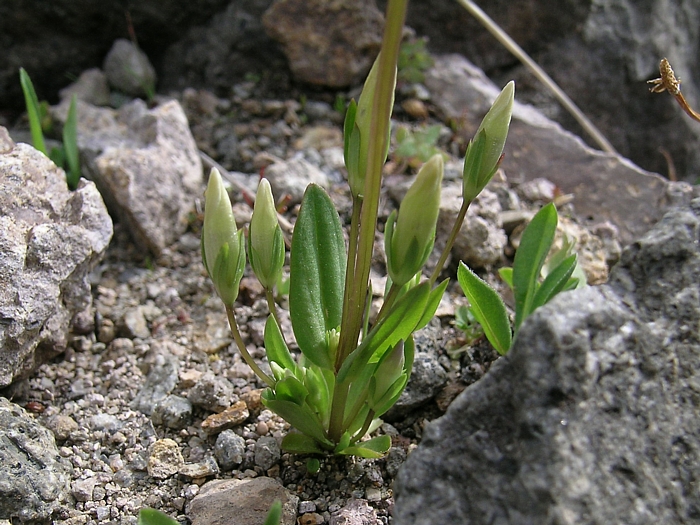 Gentianella amarella ssp. acuta