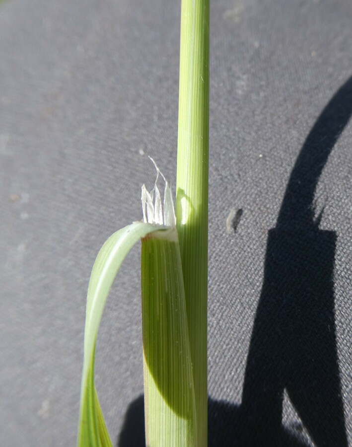 Leptochloa fusca ssp. uninervia