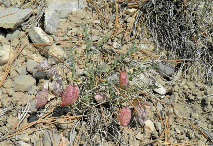 Astragalus oophorus var. clokyanus