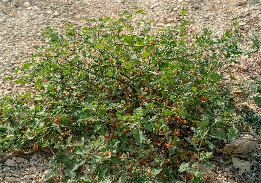 Solanum villosum ssp. alatum
