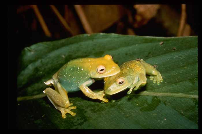 Aplastodiscus leucopygius Aplastodiscus leucopygius