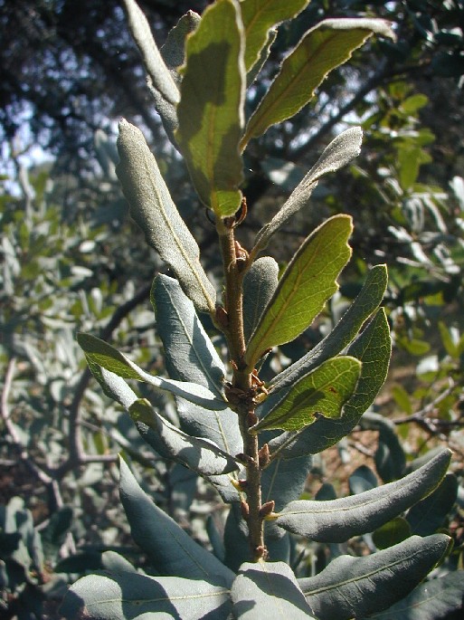 Quercus engelmannii
