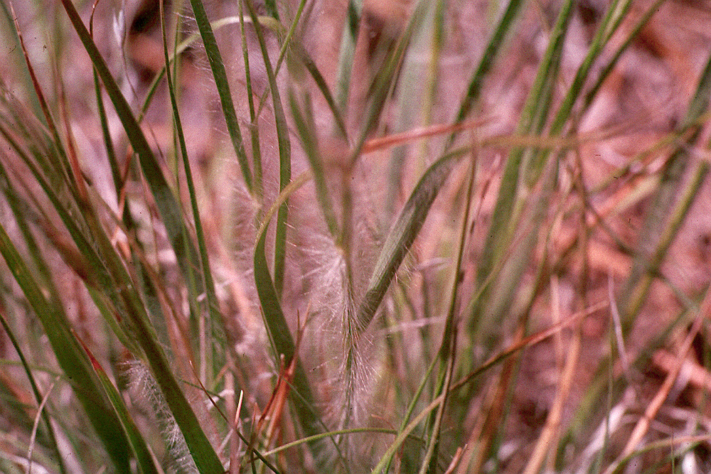 Danthonia unispicata
