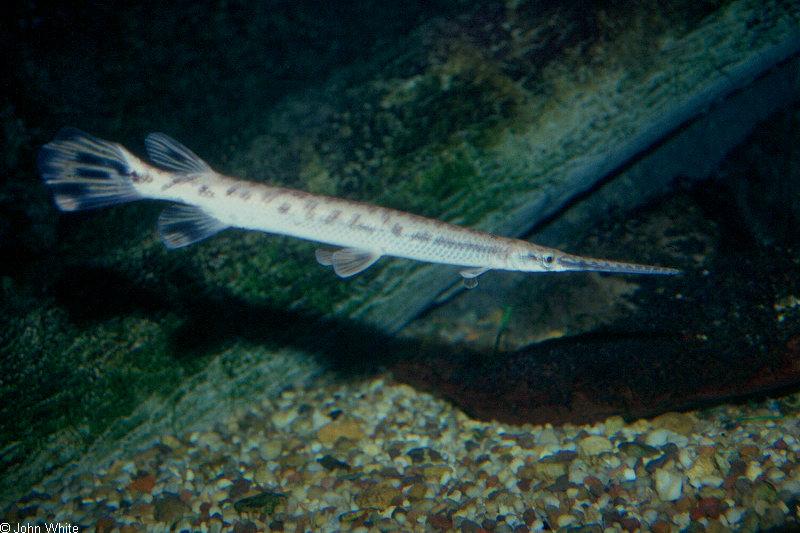 Lepisosteus osseus