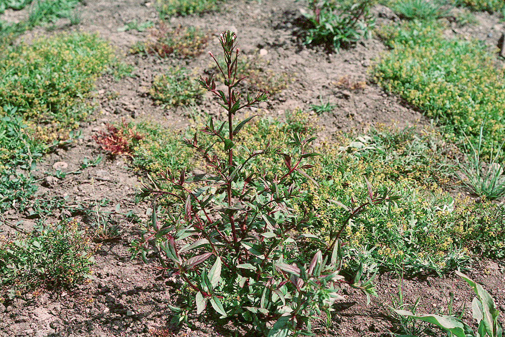 Epilobium latifolium image