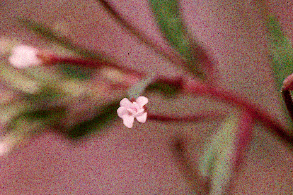 Epilobium latifolium image
