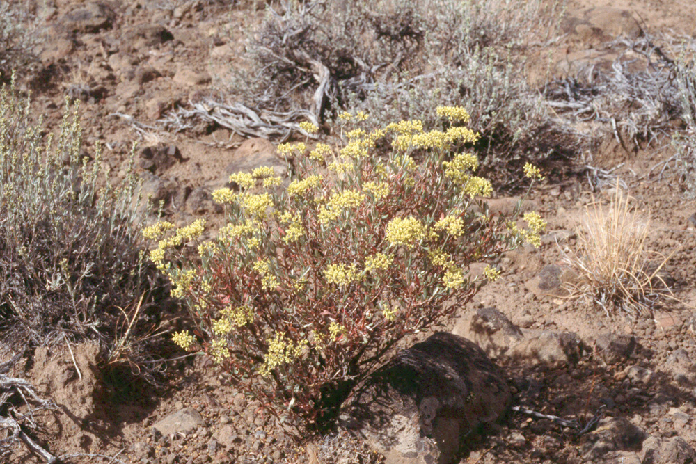 Eriogonum microthecum var. simpsonii
