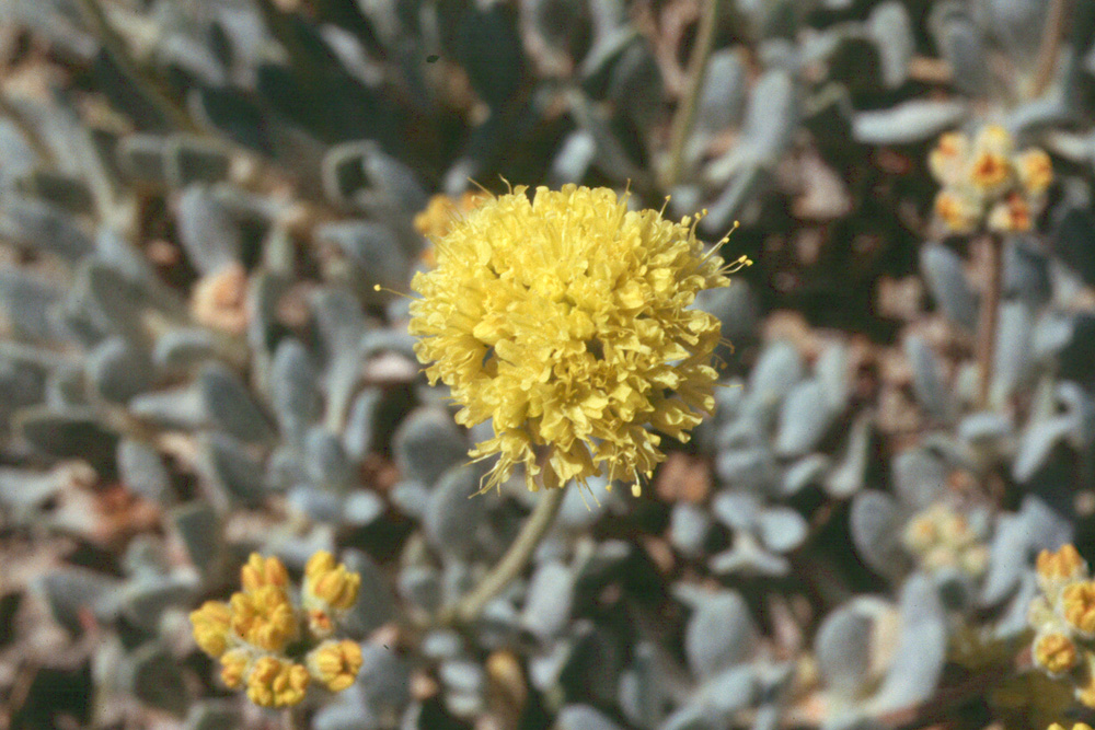 Eriogonum rosense