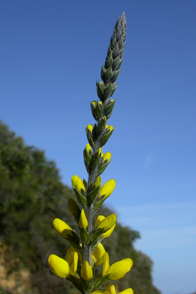 Thermopsis macrophylla