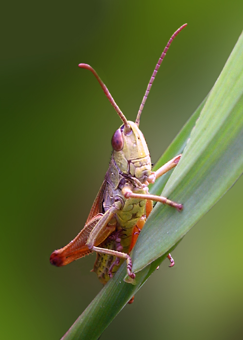 Chorthippus parallelus Chorthippus parallelus