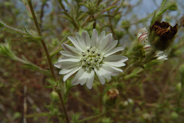 Hemizonia congesta ssp. luzulifolia