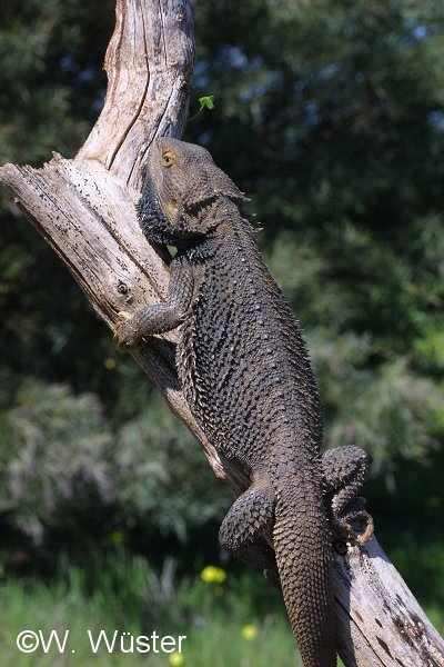 Pogona vitticeps Pogona vitticeps