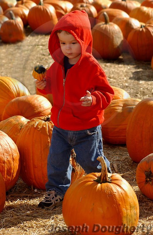 Child with pumpkins.