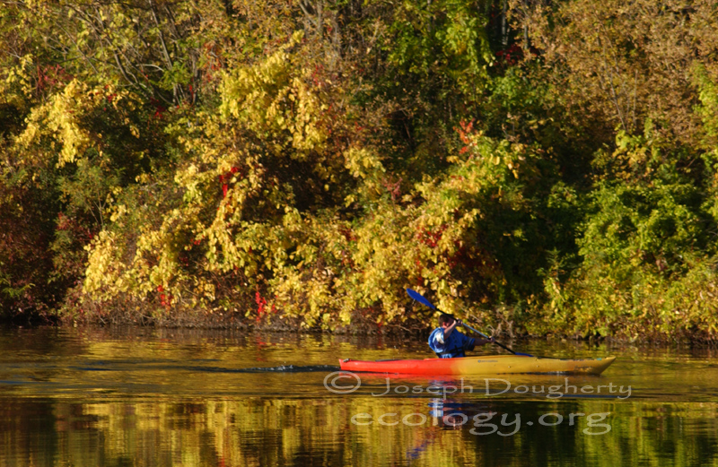 Kayaking past fall foliage at Gallup Park.