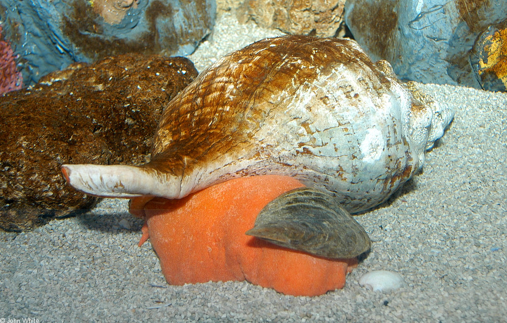 Florida Horse Conch