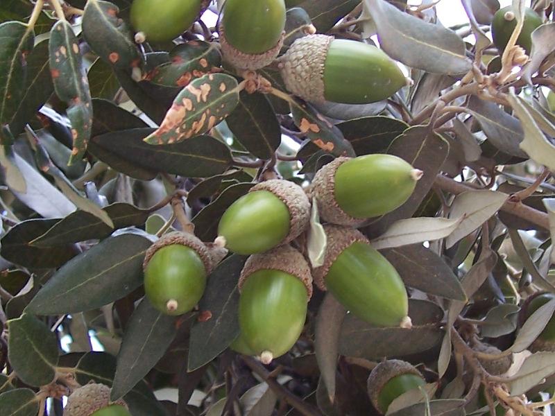 Quercus ilex ssp. ilex Quercus ilex ssp. ilex