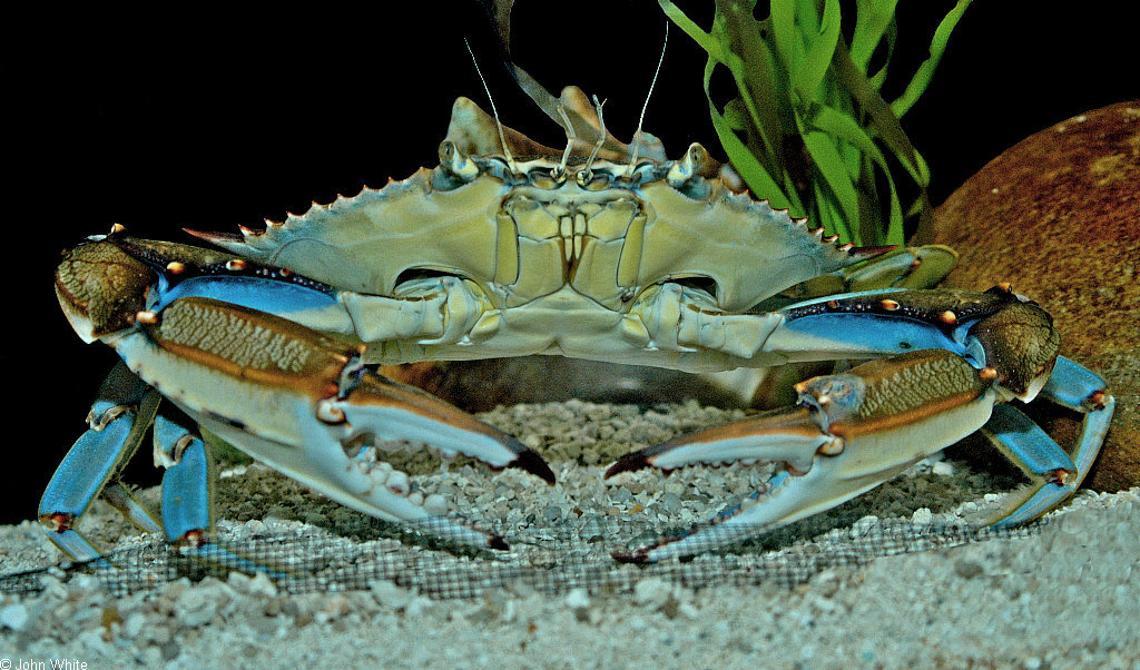 Callinectes sapidus