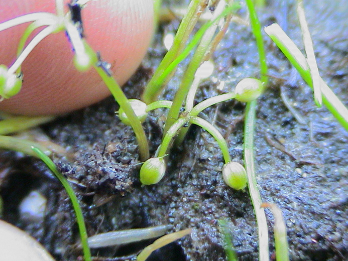 Lilaeopsis masonii